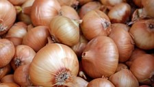 Casca de cebola dá origem a bioplásticos mais resistentes e sustentáveis