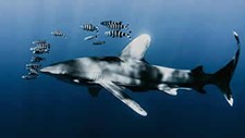 Cientistas pedem mais proteção para a megafauna marinha