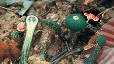 Estudo internacional alerta para o desaparecimento de espécies de fungos