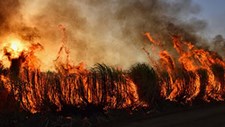 Incêndios: 14 % do território em muito alta perigosidade