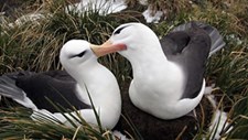 Detetados microplásticos e contaminantes químicos em aves marinhas subantárticas