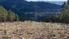 OPTIVEG e CENTRODEC: Inovação na Gestão do Território em Infraestruturas Elétricas - REN