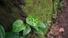 Projeto propõe olhar a natureza como agente ativo dos ecossistemas urbanos