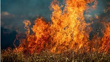 Seminário sobre gestão de incêndios rurais esta sexta em Coimbra