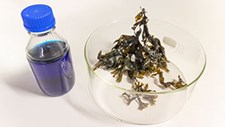 Usar macroalgas para remover micropoluentes da água