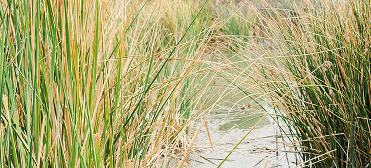 soluções baseadas na natureza