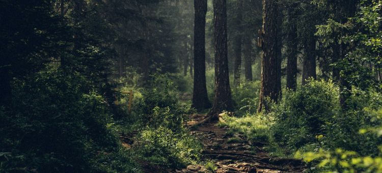 Gestão da paisagem em Portugal: floresta, fogo e comunidades